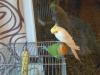 KITI Y BETI